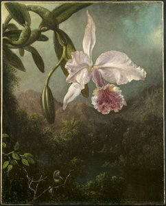 Orchidea virágok alkotó: Martin Johnson Heade