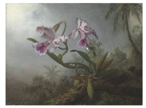Rózsaszín orchideák és kolibri gallyon, 1875 alkotó: Martin Johnson Heade