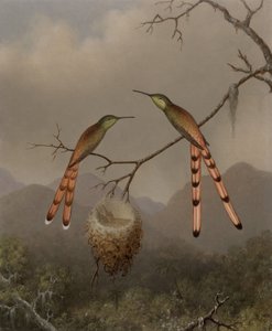  alkotó: Martin Johnson Heade