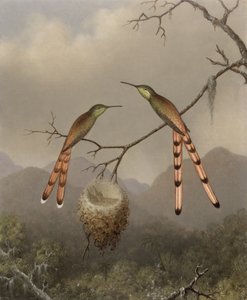 Két kolibri fiataljaikkal, 1865 körül