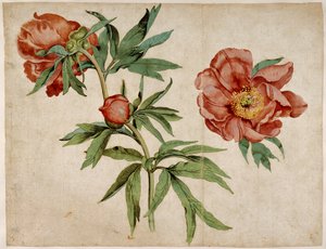 A bazsarózsa tanulmányozása alkotó: Martin Schongauer
