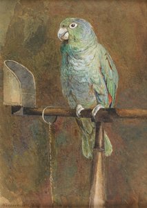 Polly a papagáj alkotó: Mary Forster