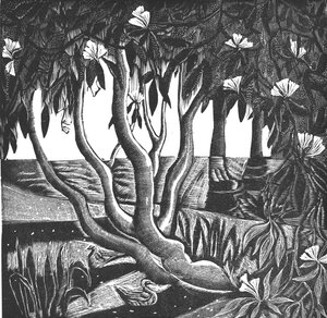Rhododendrons, Holland Park, 2006 (vinil gravírozás) alkotó: Mary Kuper