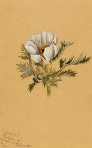 (Cím nélkül) (Virág tanulmány) alkotó: Mary Vaux Walcott