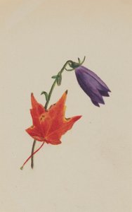 (Cím nélkül) alkotó: Mary Vaux Walcott