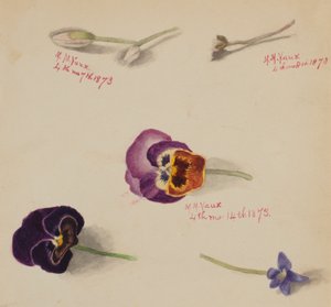 (Cím nélkül-virág tanulmány) alkotó: Mary Vaux Walcott