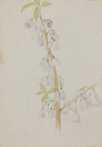 (Cím nélkül-virág tanulmány) alkotó: Mary Vaux Walcott