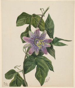 (Cím nélkül-virág tanulmány) alkotó: Mary Vaux Walcott