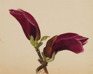 (Cím nélkül-virág tanulmány) alkotó: Mary Vaux Walcott