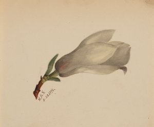 (Cím nélkül-virág tanulmány) alkotó: Mary Vaux Walcott