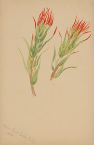(Cím nélkül - Növénytanulmány) alkotó: Mary Vaux Walcott