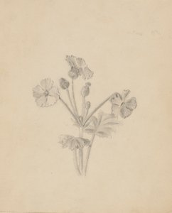 (Cím nélkül - Növénytanulmány) alkotó: Mary Vaux Walcott