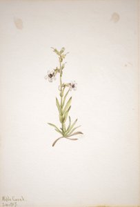 (Cím nélkül - Növénytanulmány) alkotó: Mary Vaux Walcott