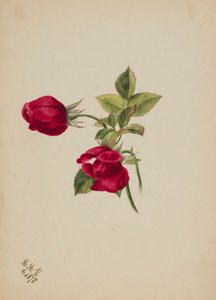 (Cím nélkül--Rózsa) alkotó: Mary Vaux Walcott
