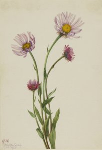 Alaszkai bolhaparéj (Erigeron salsuginosus) alkotó: Mary Vaux Walcott