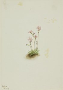 Alberta Primrose (Primula maccalliana) alkotó: Mary Vaux Walcott