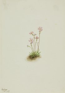 Alberta Primrose Primula maccalliana, 1917. alkotó: Mary Vaux Walcott
