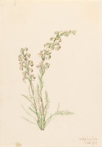 Alpesi páfrányfenyő (Pedicularis contorta) alkotó: Mary Vaux Walcott