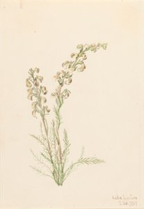 Alpesi Fernlife Pedicularis contorta, 1907. alkotó: Mary Vaux Walcott