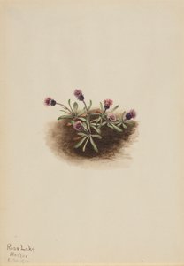 Alpesi Fleabane Erigeron unalaschcensis, 1916. alkotó: Mary Vaux Walcott