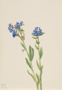 Alpesi Forget-Me-Not Myosotis alpestris, 1937.