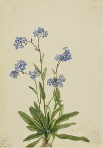 Alpesi nefelejcs Myosotis alpestris, 1924.