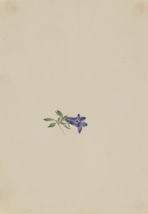 Alpesi nyúlvirág Campanula lasiocarpa, n.d. alkotó: Mary Vaux Walcott