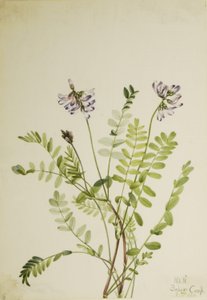 Alpesi bársonyvirág (Astragalus alpinus) alkotó: Mary Vaux Walcott