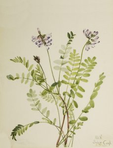 Alpesi tejes bükköny Astragalus alpinus, 1921 alkotó: Mary Vaux Walcott