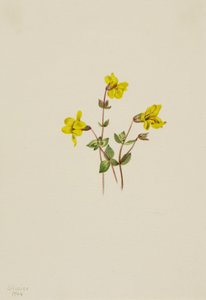 Alpesi majomvirág Mimulus caespitosus, 1904. alkotó: Mary Vaux Walcott