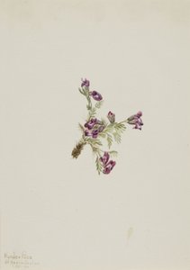 Alpesi hegyivirág Oxytropis podocarpa, 1916. alkotó: Mary Vaux Walcott