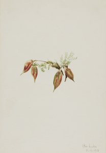 Alpesi hegyivirág Oxytropis podocarpa, 1918. alkotó: Mary Vaux Walcott