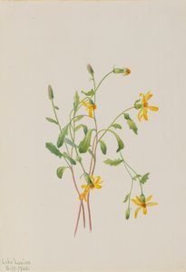 Alpesi parlagfű Senecio faj, 1905. alkotó: Mary Vaux Walcott