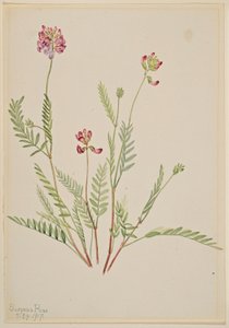 Alpesi cickafark (Astragalus bourgovii) alkotó: Mary Vaux Walcott