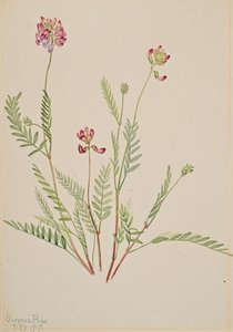 Alpesi bükköny Astragalus bourgovii, 1917. alkotó: Mary Vaux Walcott
