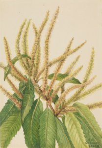 Amerikai gesztenye (Castanea dentata) alkotó: Mary Vaux Walcott
