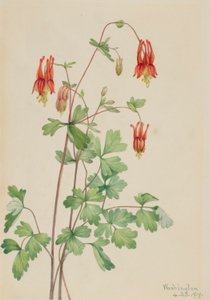 Amerikai Columbine (Aquilegia canadensis) alkotó: Mary Vaux Walcott