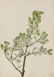 Amerikai fagyöngy Phoradendron flavescens, 1923.