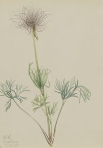 Amerikai paszulavirág (Pulsatilla ludoviciana) alkotó: Mary Vaux Walcott