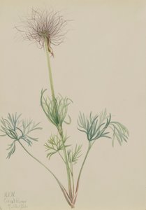 Amerikai Pasqueflower Pulsatilla ludoviciana, 1920. alkotó: Mary Vaux Walcott