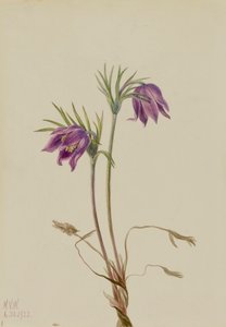 Amerikai Pasqueflower Pulsatilla ludoviciana, 1922. alkotó: Mary Vaux Walcott