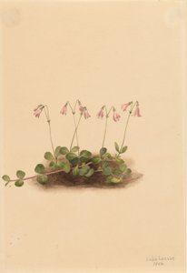 Amerikai ikervirág (Linnaea borealis americana) alkotó: Mary Vaux Walcott