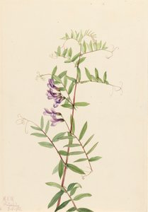 American Vetch Vicia americana, 1922. alkotó: Mary Vaux Walcott