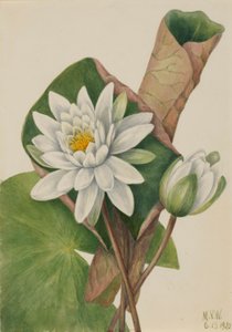 Amerikai tavirózsa (Castalia odorata) alkotó: Mary Vaux Walcott