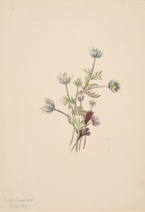 Anemone Anemone drummondii, 1907. alkotó: Mary Vaux Walcott