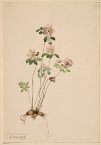 Anemonella (Syndesmon thalictroides) alkotó: Mary Vaux Walcott
