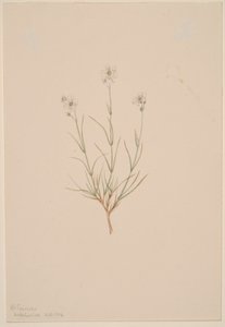 Arenaria formosa alkotó: Mary Vaux Walcott