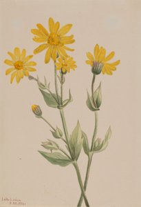 Árnika (Arnica latifolia) alkotó: Mary Vaux Walcott