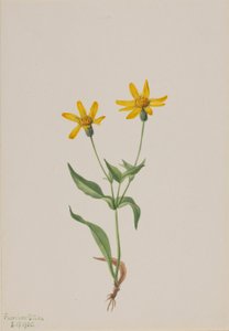 Arnica alpina alkotó: Mary Vaux Walcott