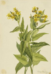 Nyíllevelű földikutya (Senecia triangularis) alkotó: Mary Vaux Walcott